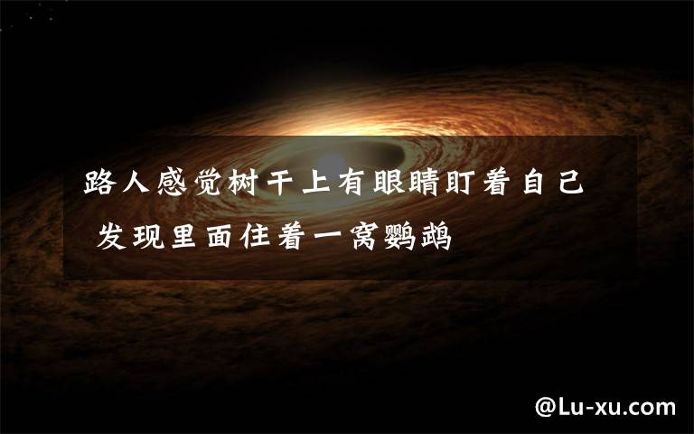 路人感觉树干上有眼睛盯着自己 发现里面住着一窝鹦鹉