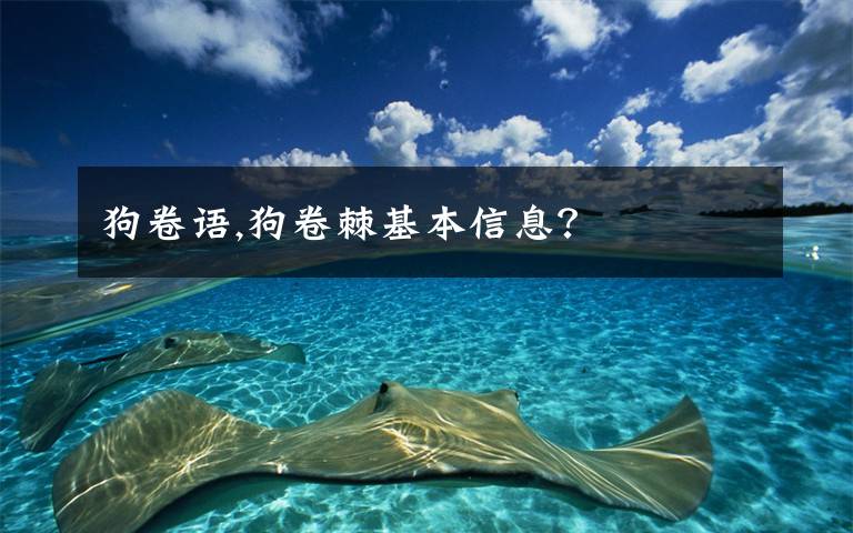 狗卷语,狗卷棘基本信息？