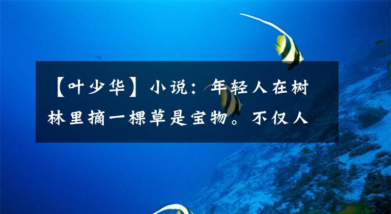 【叶少华】小说:年轻人在树林里摘一棵草是宝物。不仅人想要,蛇也要抢