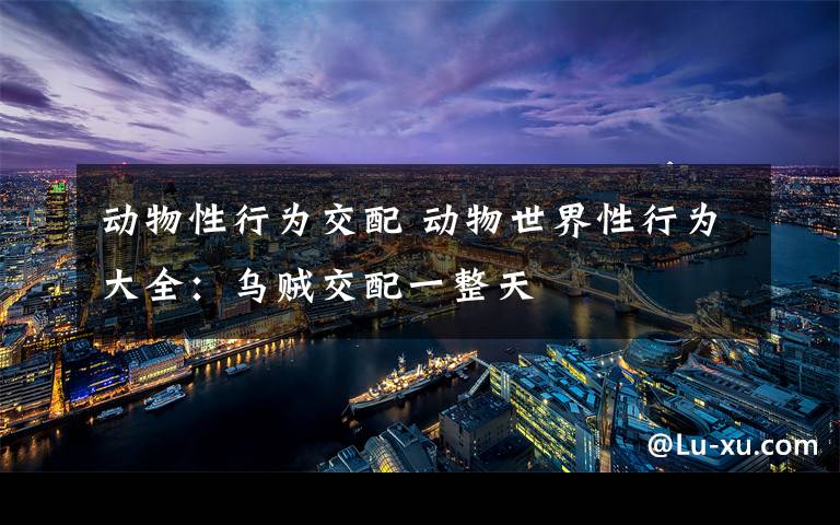 动物性行为交配 动物世界性行为大全：乌贼交配一整天