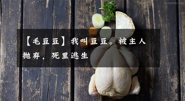 【毛豆豆】我叫豆豆。被主人抛弃,死里逃生