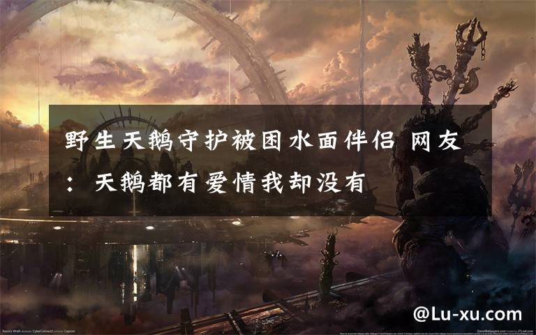 野生天鹅守护被困水面伴侣 网友:天鹅都有爱情我却没有