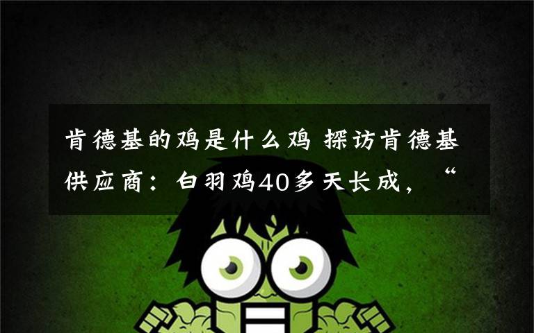 肯德基的鸡是什么鸡 探访肯德基供应商:白羽鸡40多天长成,“过得很精细”