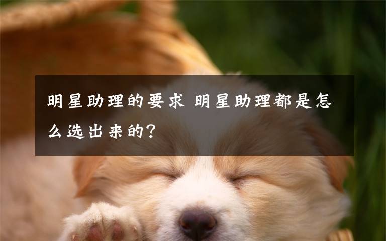 明星助理的要求 明星助理都是怎么选出来的?