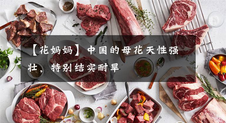 【花妈妈】中国的母花天性强壮，特别结实耐旱