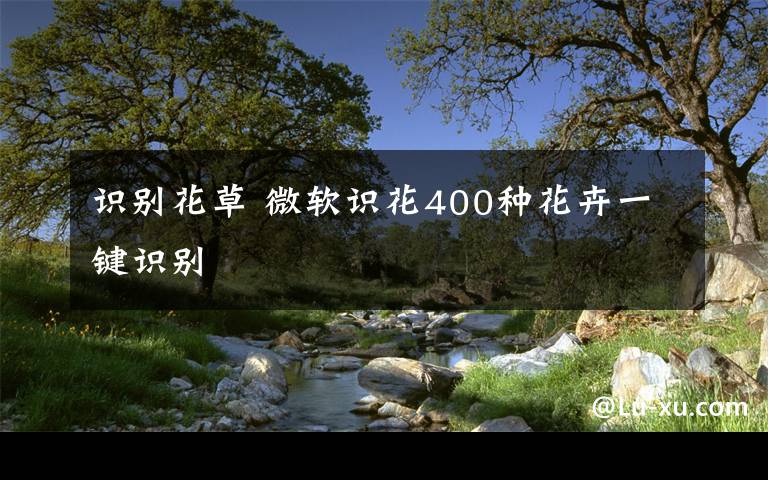 识别花草 微软识花400种花卉一键识别