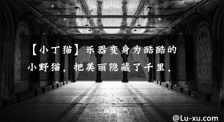 【小丁猫】乐器变身为酷酷的小野猫,把美丽隐藏了千里,但这样才能在很长时间内接受采访。(莎士比亚。哈姆雷特。)