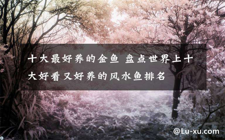 十大最好养的金鱼 盘点世界上十大好看又好养的风水鱼排名