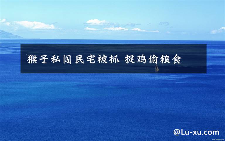 猴子私闯民宅被抓 捉鸡偷粮食