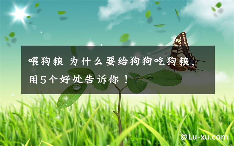 喂狗粮 为什么要给狗狗吃狗粮,用5个好处告诉你!