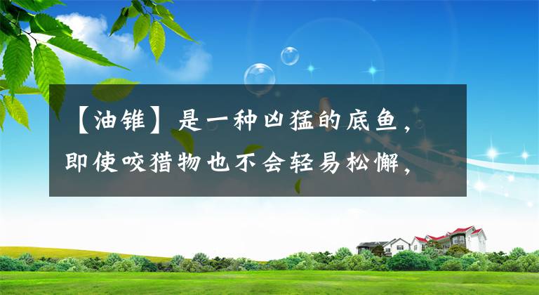 【油锥】是一种凶猛的底鱼,即使咬猎物也不会轻易松懈,生命力非常顽强。