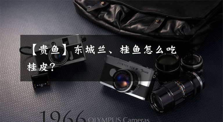【贵鱼】东城兰、桂鱼怎么吃桂皮?