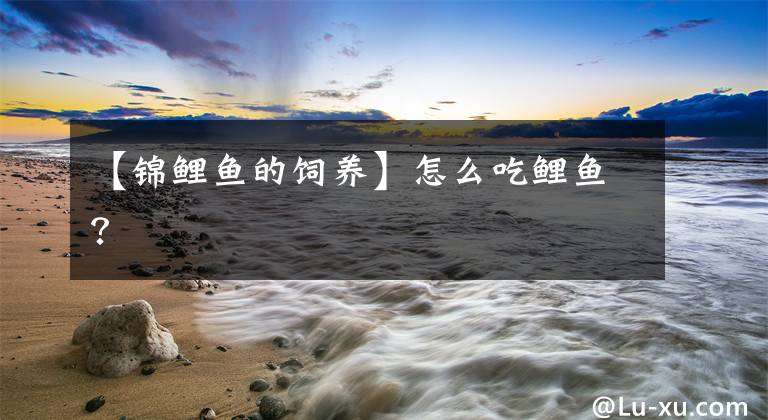【锦鲤鱼的饲养】怎么吃鲤鱼?