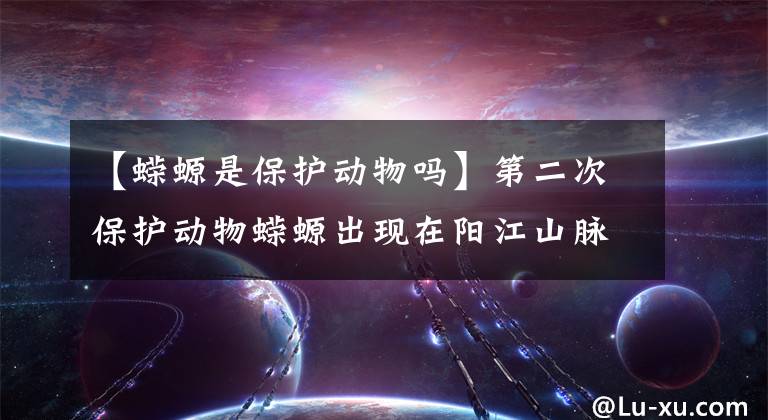 【蝾螈是保护动物吗】第二次保护动物蝾螈出现在阳江山脉西岸