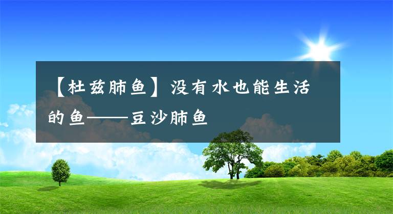 【杜兹肺鱼】没有水也能生活的鱼——豆沙肺鱼