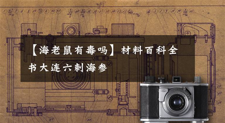 【海老鼠有毒吗】材料百科全书大连六刺海参