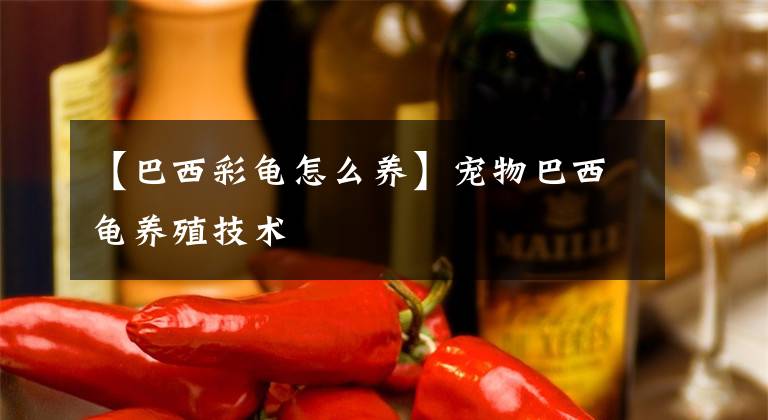 【巴西彩龟怎么养】宠物巴西龟养殖技术