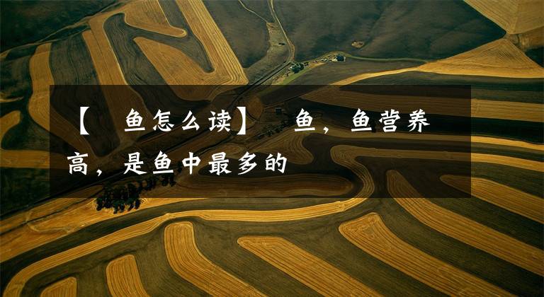 【鳀鱼怎么读】鳀鱼，鱼营养高，是鱼中最多的