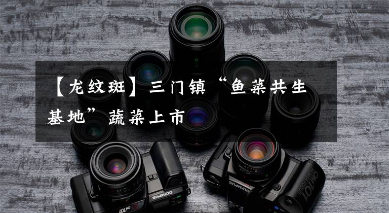 【龙纹斑】三门镇“鱼菜共生基地”蔬菜上市