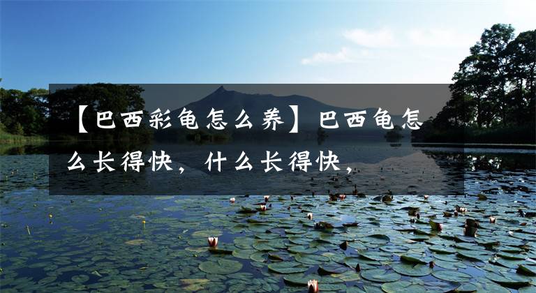 【巴西彩龟怎么养】巴西龟怎么长得快,什么长得快,