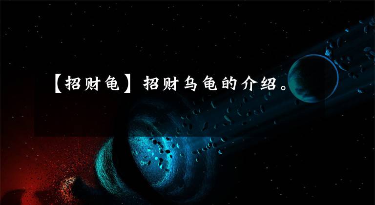 【招财龟】招财乌龟的介绍。