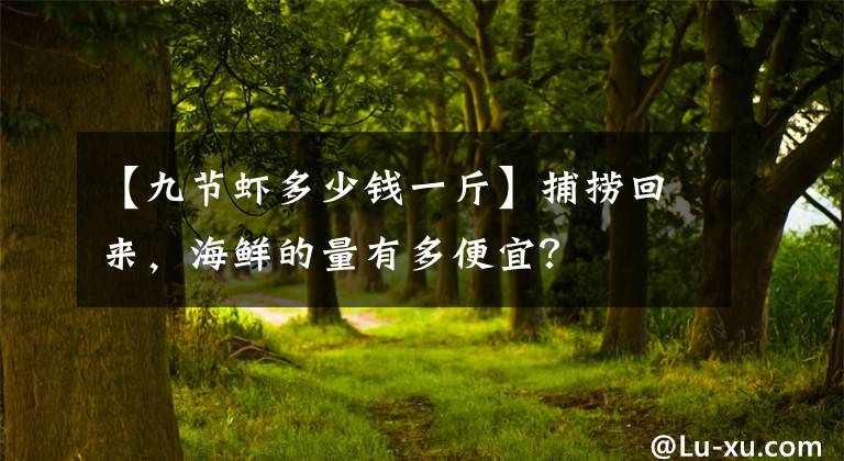 【九节虾多少钱一斤】捕捞回来,海鲜的量有多便宜?