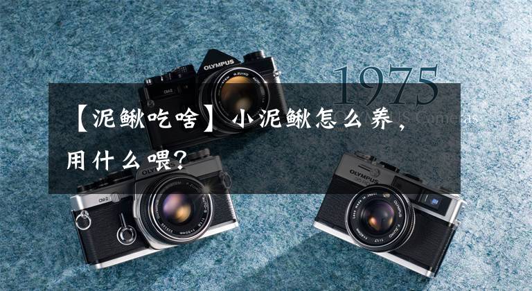 【泥鳅吃啥】小泥鳅怎么养，用什么喂？