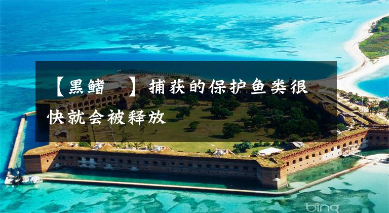 【黑鳍鳈】捕获的保护鱼类很快就会被释放