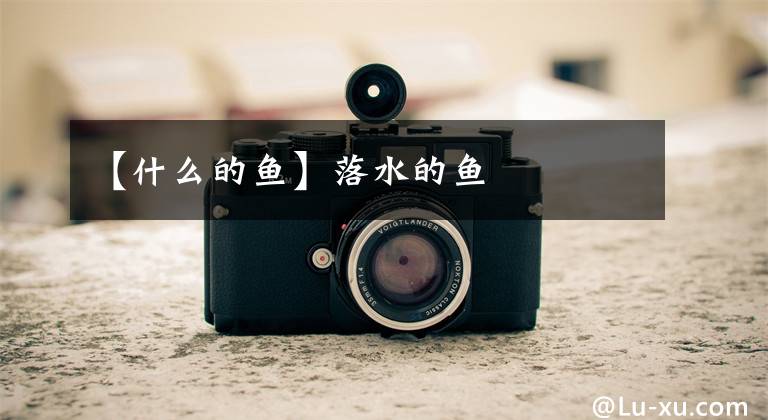 【什么的鱼】落水的鱼