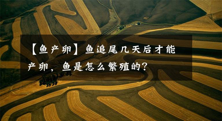 【鱼产卵】鱼追尾几天后才能产卵，鱼是怎么繁殖的？