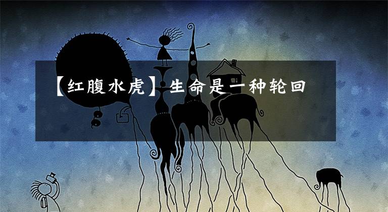 【红腹水虎】生命是一种轮回