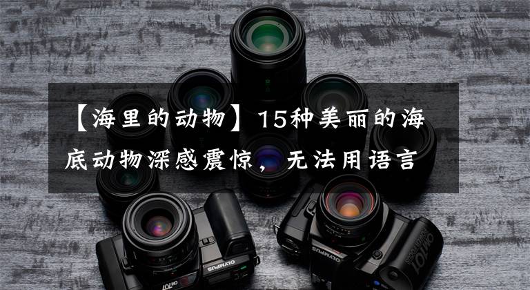 【海里的动物】15种美丽的海底动物深感震惊，无法用语言表达！