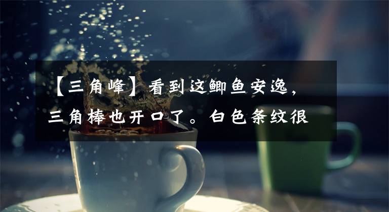 【三角峰】看到这鲫鱼安逸,三角棒也开口了。白色条纹很多。接口