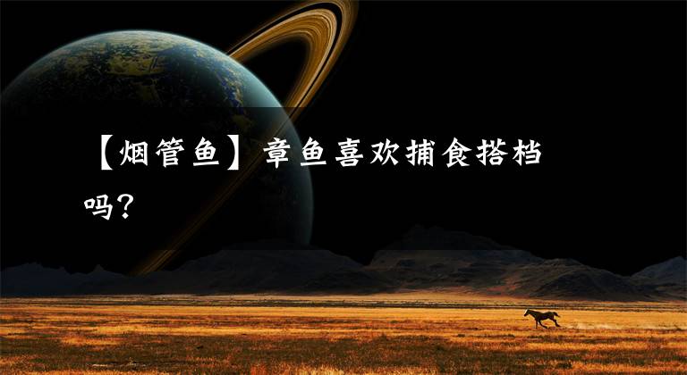 【烟管鱼】章鱼喜欢捕食搭档吗?