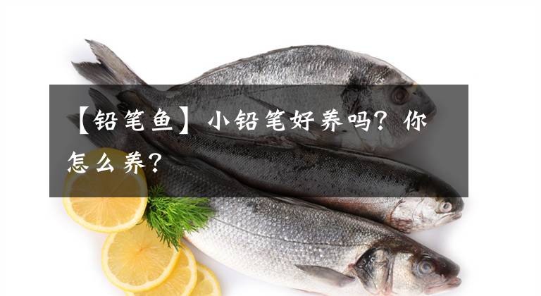 【铅笔鱼】小铅笔好养吗？你怎么养？