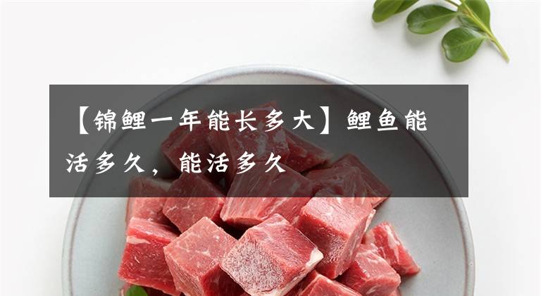 【锦鲤一年能长多大】鲤鱼能活多久，能活多久