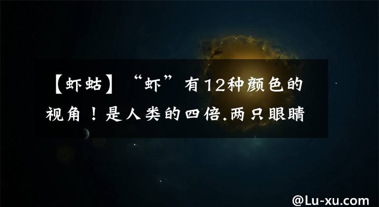 【虾蛄】“虾”有12种颜色的视角！是人类的四倍.两只眼睛可以独立工作