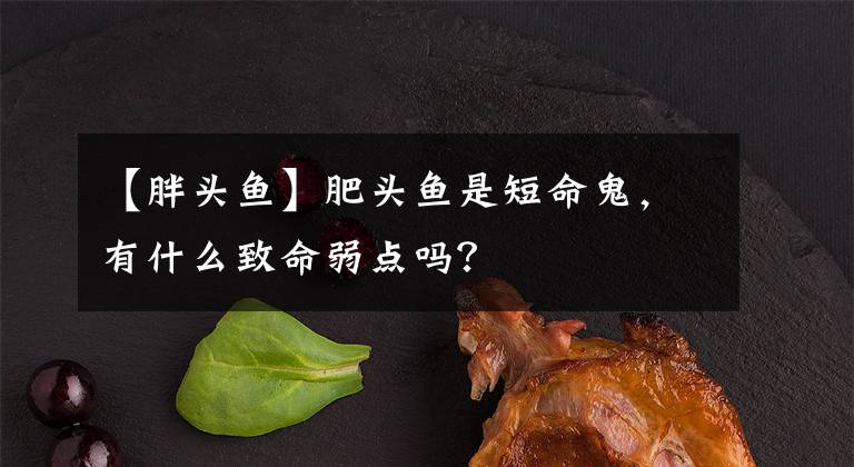 【胖头鱼】肥头鱼是短命鬼，有什么致命弱点吗？
