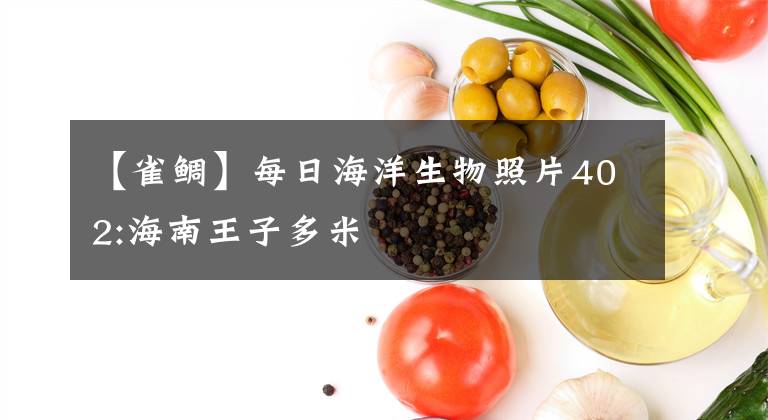 【雀鲷】每日海洋生物照片402:海南王子多米