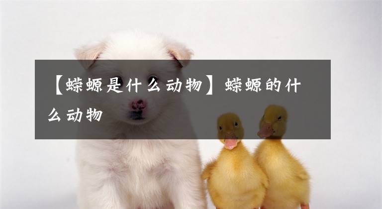 【蝾螈是什么动物】蝾螈的什么动物