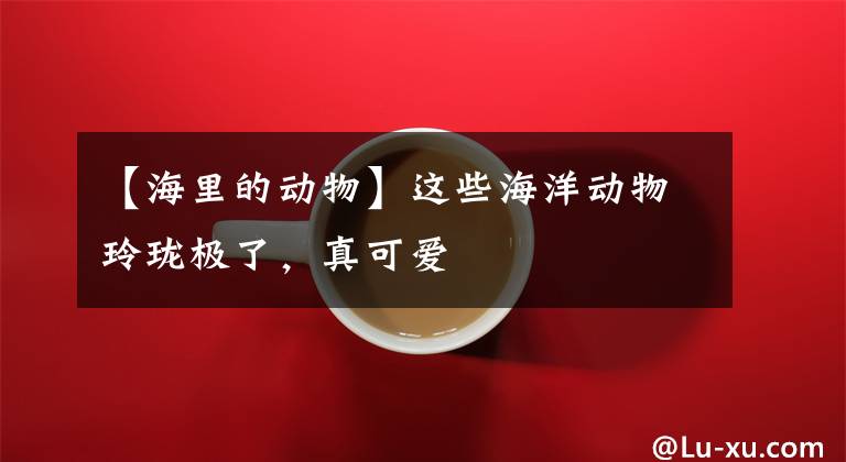 【海里的动物】这些海洋动物玲珑极了，真可爱