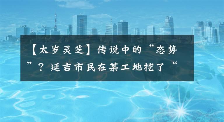 【太岁灵芝】传说中的“态势”?延吉市民在某工地挖了“陆英地”