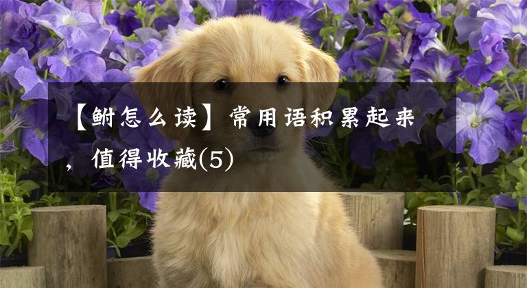 【鲋怎么读】常用语积累起来,值得收藏(5)