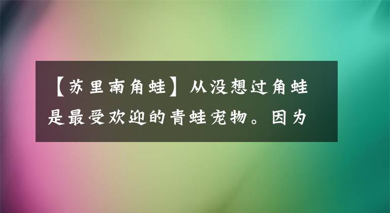 【苏里南角蛙】从没想过角蛙是最受欢迎的青蛙宠物。因为像外星生物一样帅。