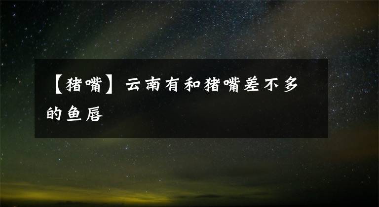 【猪嘴】云南有和猪嘴差不多的鱼唇