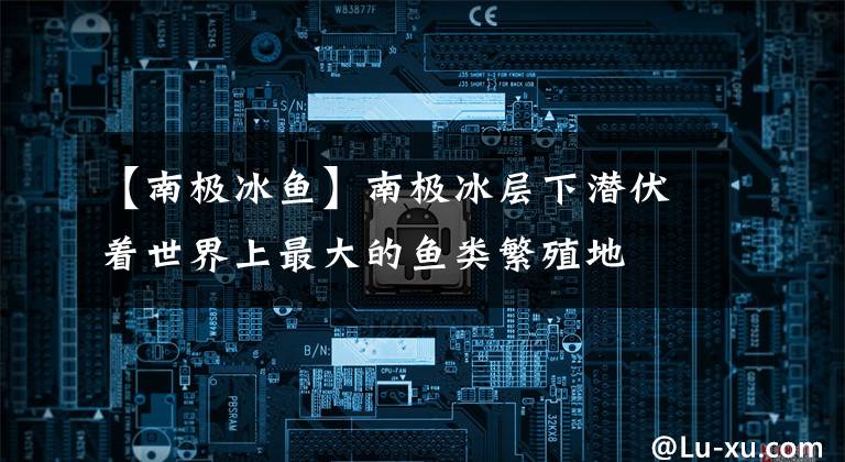 【南极冰鱼】南极冰层下潜伏着世界上最大的鱼类繁殖地
