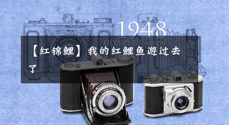 【红锦鲤】我的红鲤鱼游过去了