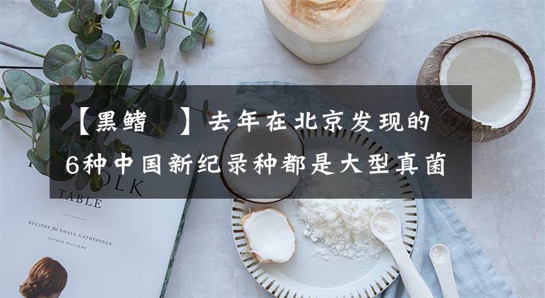 【黑鳍鳈】去年在北京发现的6种中国新纪录种都是大型真菌