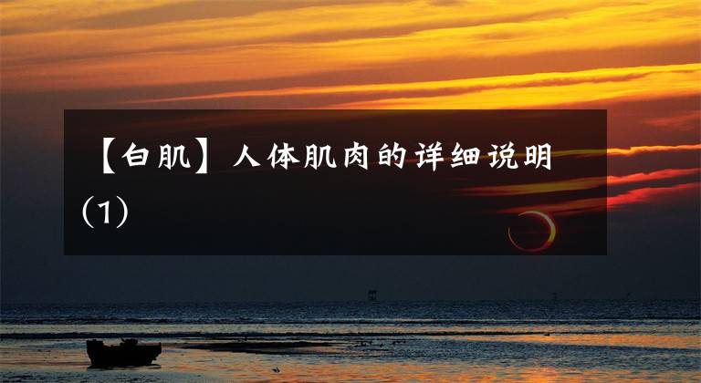 【白肌】人体肌肉的详细说明(1)