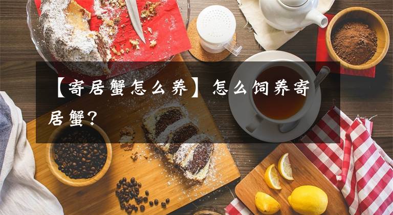 【寄居蟹怎么养】怎么饲养寄居蟹?